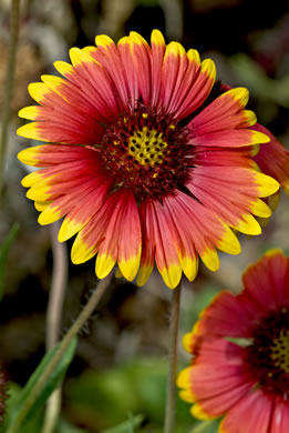 image of Gaillardia pulchella var. drummondii, Beach Blanket-flower, Gaillardia, Firewheel, Indian Blanket Flower