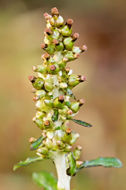 image of Gamochaeta purpurea, Spoonleaf Purple Everlasting, Purple Cudweed