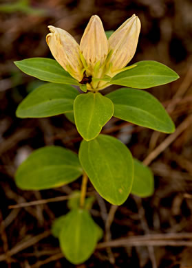 image of Gentiana villosa, Striped Gentian