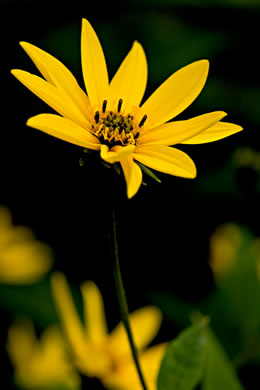 image of Helianthus decapetalus, Thinleaf Sunflower, Forest Sunflower