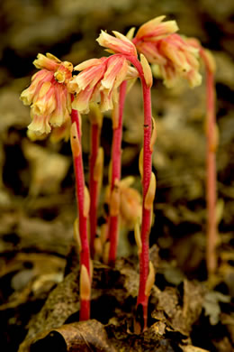 image of Hypopitys lanuginosa, Appalachian Red Pinesap, Hairy Pinesap