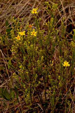 image of Hypericum tenuifolium, Sandhill St. Johnswort, Atlantic St. Johnswort