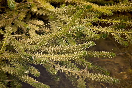 Hydrilla verticillata, Hydrilla