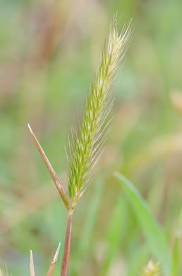 image of Hordeum pusillum, Little Barley