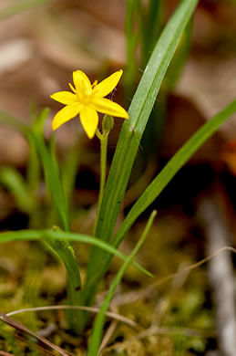 image of Hypoxis hirsuta, Yellow Stargrass, Hairy Yellow Stargrass, Common Stargrass, Upland Stargrass