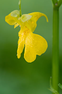 image of Impatiens pallida, Pale Jewelweed, Pale Touch-me-not, Yellow Jewelweed, Yellow Touch-me-not