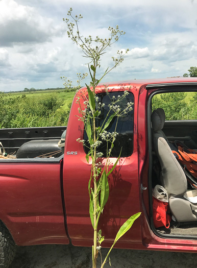 image of Eryngium aquaticum, Marsh Eryngo