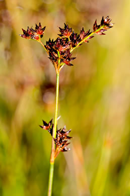 image of Juncus trigonocarpus, Redpod Rush