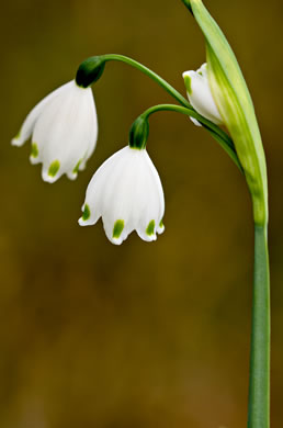 image of Leucojum aestivum, Summer Snowflake