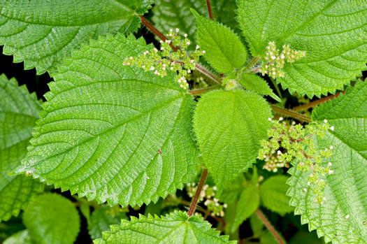 image of Laportea aestuans, West Indian Wood-nettle