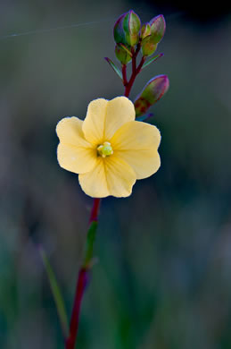 image of Ludwigia maritima, Harper's Seedbox, Seaside Seedbox