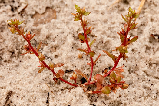 image of Centunculus minimus, Chaffweed, False-pimpernel