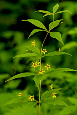 image of Lysimachia quadrifolia, Whorled Loosestrife