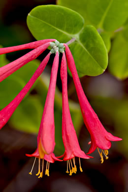 image of Lonicera sempervirens, Coral Honeysuckle, Trumpet Honeysuckle, Scarlet Honeysuckle, Woodbine