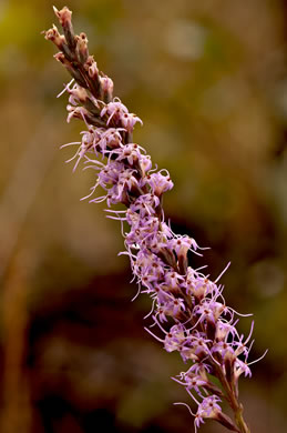 image of Liatris tenuifolia, Shortleaf Blazing-star, Shortleaf Gayfeather, Slender Blazing-star