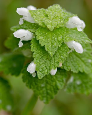 image of Lamium purpureum, Purple Deadnettle, Red Deadnettle, Purple Archangel