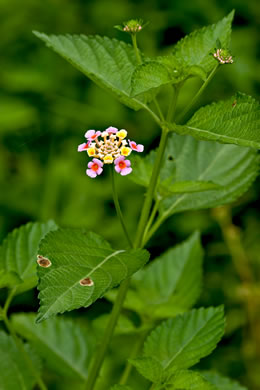 image of Lantana strigocamara, Common Lantana, Hedgeflower