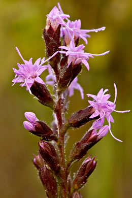 image of Liatris garberi, Garber’s Blazing-star