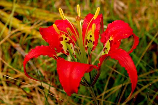 image of Lilium catesbyi, Pine Lily, Catesby's Lily, Leopard Lily