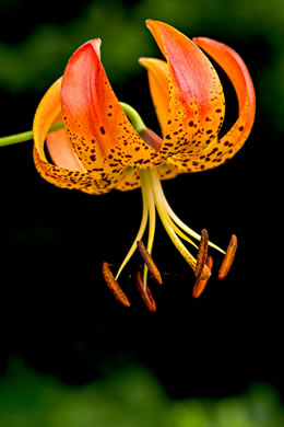 image of Lilium superbum, Turk's-cap Lily, Lily-royal, Superb Lily