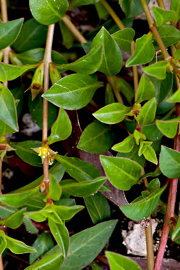 image of Ludwigia repens, Creeping Seedbox