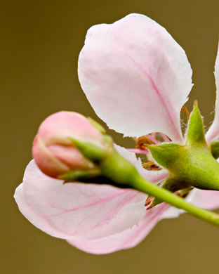 image of Malus angustifolia, Southern Crabapple, Wild Crabapple