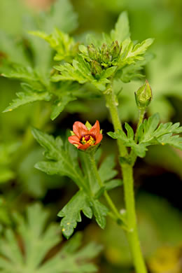 image of Modiola caroliniana, Carolina Bristlemallow, Bristly-mallow, Carolina Mallow