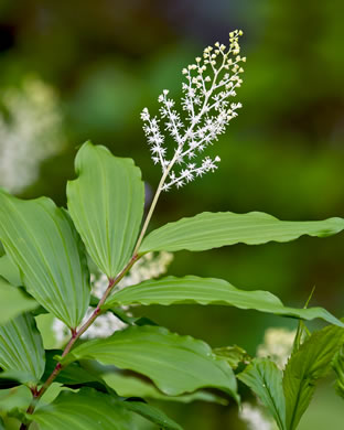 image of Maianthemum racemosum, False Solomon's Seal, Eastern Solomon's Plume, May-plume