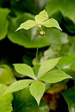 image of Medeola virginiana, Indian Cucumber-root