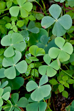 Marsilea minuta, Dwarf Waterclover, Small Waterclover