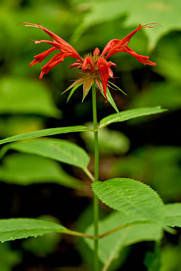 image of Monarda didyma, Scarlet Beebalm, Oswego Tea