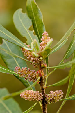 image of Morella cerifera, Common Wax-myrtle, Southern Bayberry