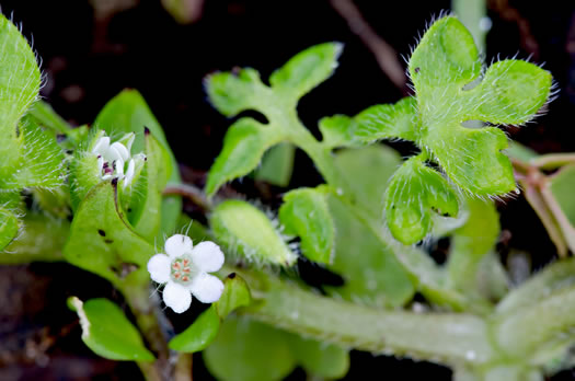 image of Nemophila aphylla, Baby Blue Eyes, Small-flower Baby-blue-eyes, White Nemophila, Eastern Baby-blue-eyes