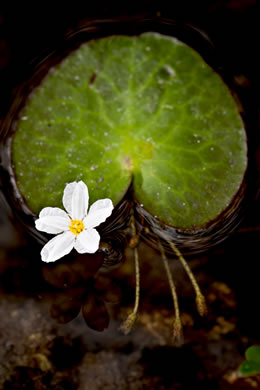 image of Nymphoides aquatica, Big Floating Heart, Banana Floating Heart