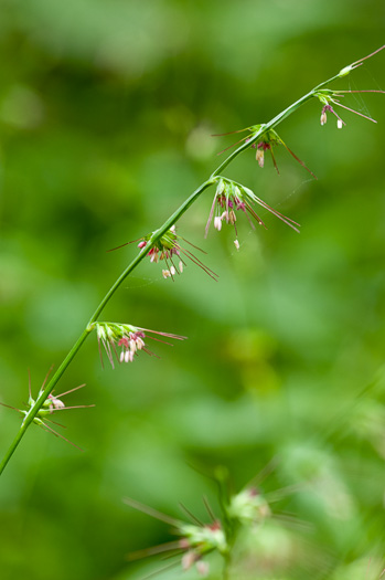 image of Oplismenus setarius, Shortleaf Basketgrass, Woods-grass, Bristle Basketgrass