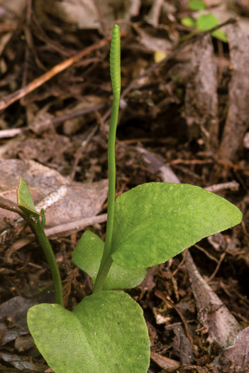 image of Ophioglossum petiolatum, Longstem Adder's-tongue, Stalked Adder's-tongue Fern, Longstem Adder's-tongue