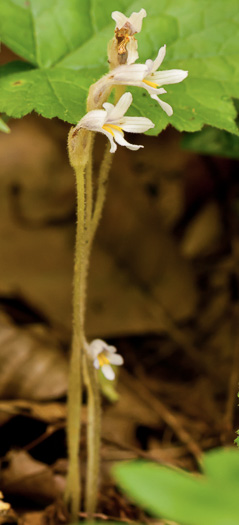 image of Aphyllon uniflorum, One-flowered Cancer-root, One-flowered Broomrape, Ghostpipe