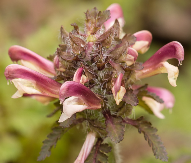 image of Pedicularis canadensis, Wood-betony, Eastern Lousewort, Fernleaf, Canadian Lousewort