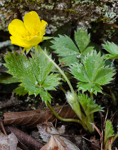 image of Potentilla canadensis, Dwarf Cinquefoil, Running Five-fingers