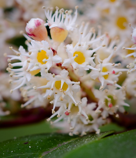 image of Prunus caroliniana, Carolina Cherry Laurel, Carolina Laurel Cherry