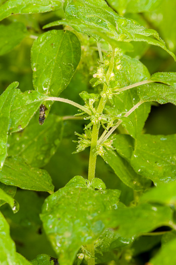 image of Parietaria floridana, Florida Pellitory