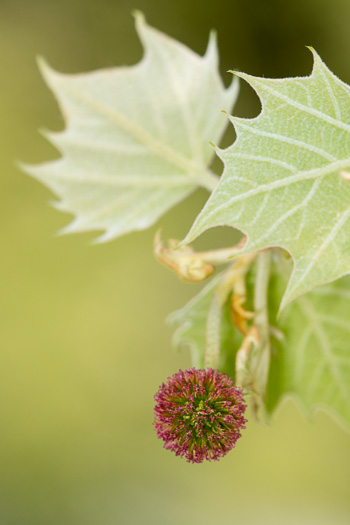 American Sycamore