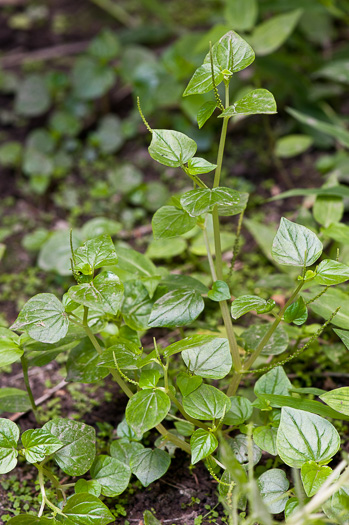 image of Peperomia pellucida, Pepper-elder, Man-to-man, Rat-ear