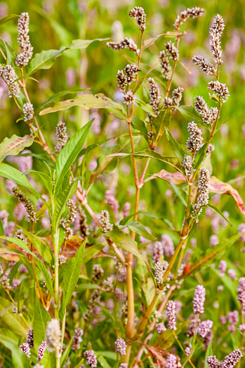 image of Persicaria pensylvanica, Pennsylvania Smartweed, Pinkweed, Common Smartweed