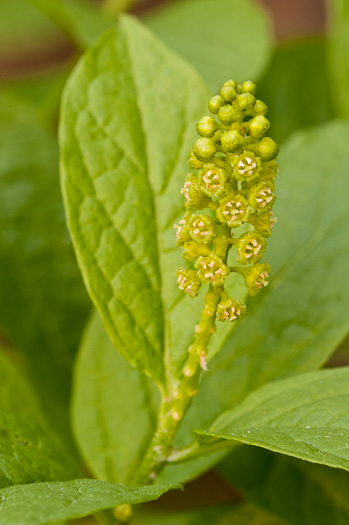 image of Pyrularia pubera, Buffalo-nut, Oil-nut