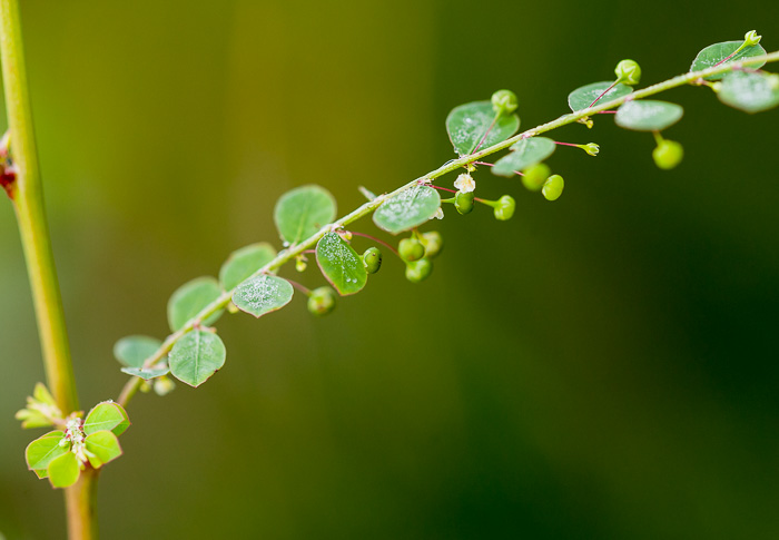 image of Moeroris tenella, Mascarene Island Leaf-flower