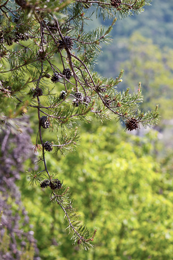 image of Pinus virginiana, Virginia Pine, Scrub Pine, Jersey Pine, Possum Pine