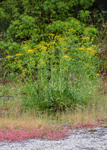 image of Packera anonyma, Small's Ragwort, Squaw-weed, Appalachian Ragwort