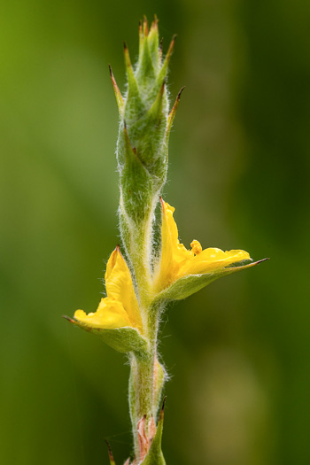 Philydrum lanuginosum