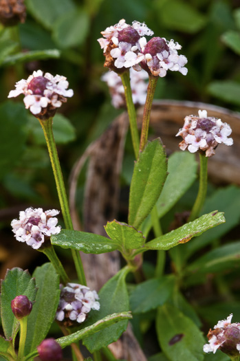 image of Phyla nodiflora, Creeping Frogfruit, Capeweed, Turkey-tangle, Sawtooth Frogfruit